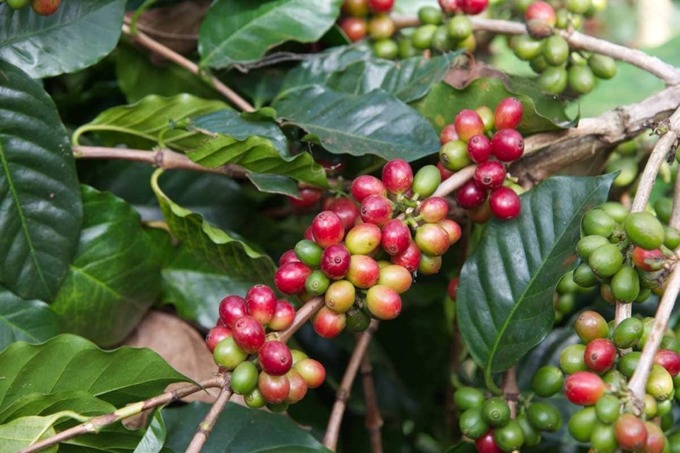 Gi&aacute; c&agrave; ph&ecirc; h&ocirc;m nay 1/9: Robusta dứt chuỗi tăng 7 ng&agrave;y li&ecirc;n tiếp