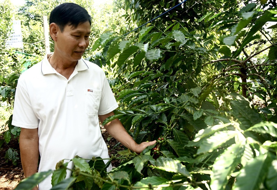 Gi&aacute; ti&ecirc;u h&ocirc;m nay 2/9: Gi&aacute; ti&ecirc;u tại Ấn Độ v&agrave; Indonesia tăng tốt