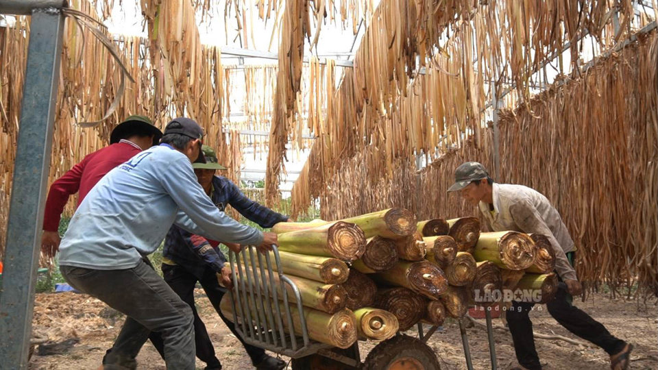 Mỗi s&aacute;ng, nh&acirc;n c&ocirc;ng của hợp t&aacute;c x&atilde; (HTX) sản xuất dịch vụ n&ocirc;ng nghiệp K&ecirc;nh 10 (x&atilde; Minh thuận, huyện U Minh Thượng) lại thu gom về rất nhiều th&acirc;n c&acirc;y chuối tươi.