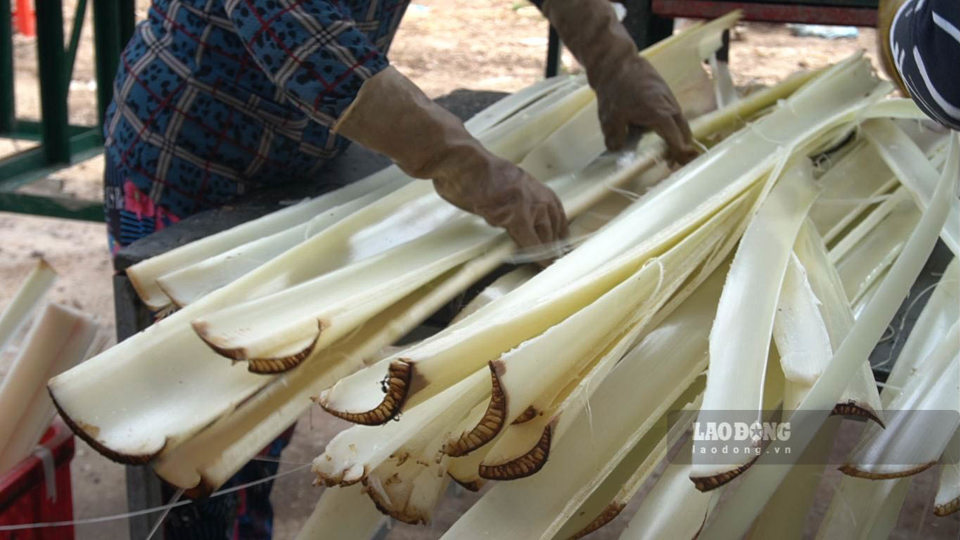 Th&acirc;n chuối được đưa v&agrave;o m&aacute;y xẻ l&agrave;m bốn, sau đ&oacute; d&ugrave;ng tay t&aacute;ch ra từng bẹ v&agrave; đưa v&agrave;o m&aacute;y &eacute;p cho mềm, bớt nước.