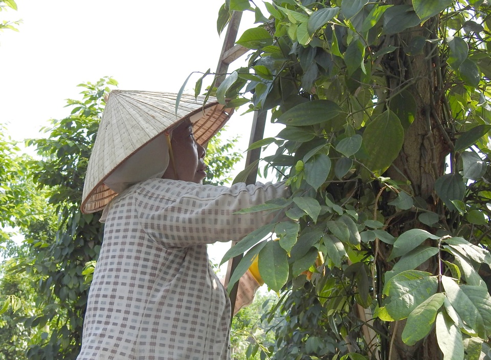 Gi&aacute; ti&ecirc;u h&ocirc;m nay 6/9: Tăng 2 ng&agrave;y li&ecirc;n tiếp, vụ ti&ecirc;u Indonesia gần kết th&uacute;c