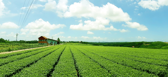 Những đồi ch&egrave; xanh ng&aacute;t ở x&atilde; Quảng Long, huyện Hải H&agrave; được sản xuất bằng giống ch&egrave; mới, cho năng suất, chất lượng cao. Ảnh: Tiến Th&agrave;nh. &nbsp;