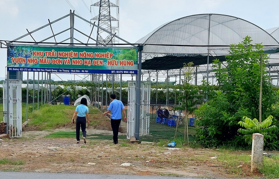 Vườn nho của anh Nguyễn Hữu H&ugrave;ng nằm ngay mặt đường, thuận tiện giao th&ocirc;ng.