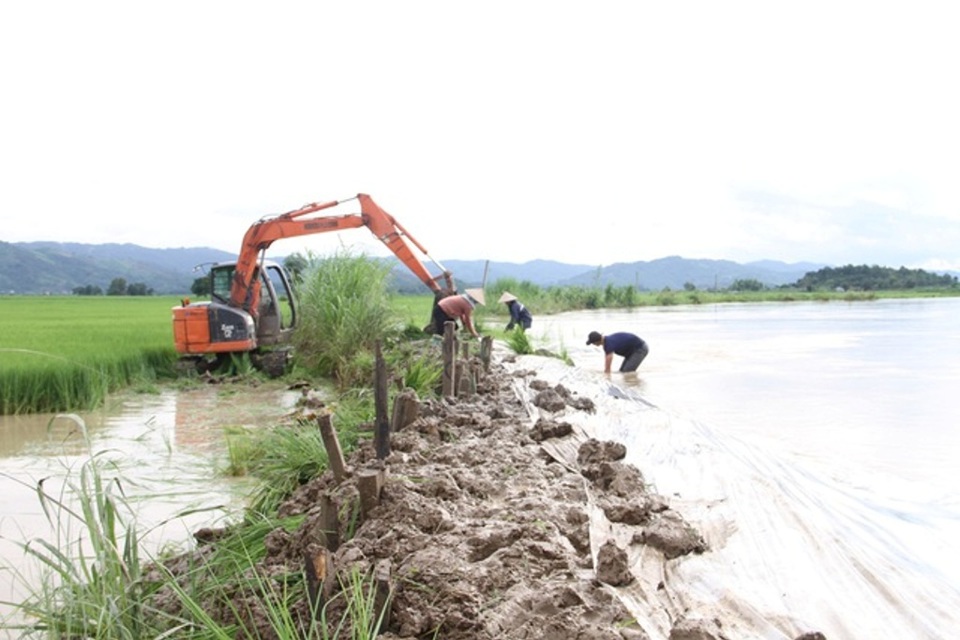 Đắp bờ ngăn nước l&ecirc;n bảo vệ đồng ruộng tại huyện Lắk (tỉnh Đắk Lắk).