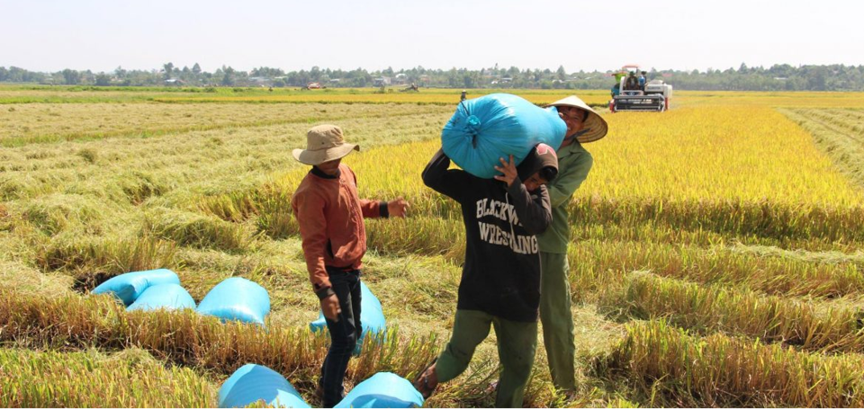 Gi&aacute; l&uacute;a gạo h&ocirc;m nay ng&agrave;y 9/9/2023 gi&aacute; gạo trong nước tăng 200 đồng/kg. Ảnh minh hoạ