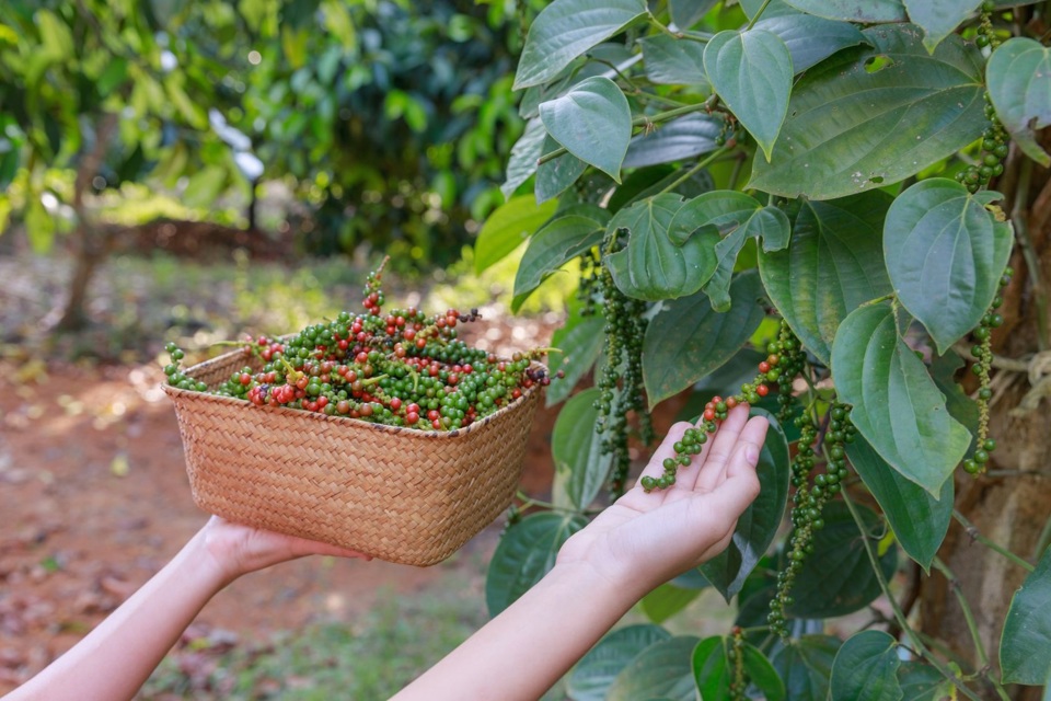 Gi&aacute; ti&ecirc;u h&ocirc;m nay 11/9: Khơi th&ocirc;ng d&ograve;ng vốn để gi&aacute; ti&ecirc;u tăng trở lại &nbsp;