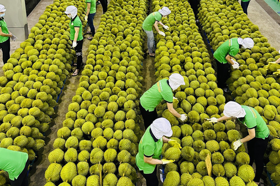 Trung Quốc l&agrave; thị trường nhập khẩu nhiều mặt h&agrave;ng n&ocirc;ng sản của Việt Nam, trong đ&oacute; c&oacute; sầu ri&ecirc;ng.