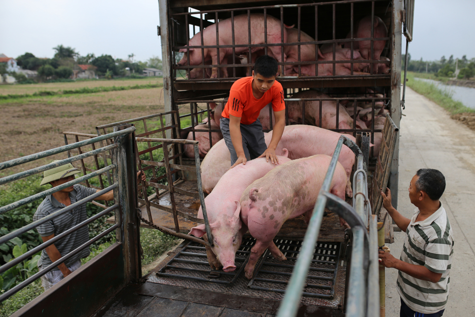 Giá heo hơi hôm nay 26/10/2023: Tiếp tục tăng, cao nhất 55.000 đồng/kg