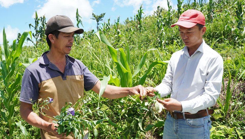 Quảng Ng&atilde;i đang tập trung ph&aacute;t triển c&aacute;c v&ugrave;ng chuy&ecirc;n canh sản xuất c&acirc;y dược liệu.