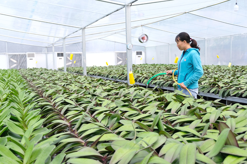Mô hình trồng hoa lan hồ điệp ứng dụng công nghệ cao tại xã Mỹ Hưng, huyện Thanh Oai. Ảnh: Lâm Nguyễn