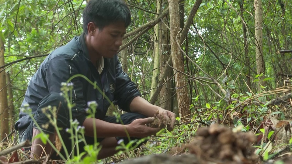 C&acirc;y tam thất nam ph&aacute;t triển tốt ở v&ugrave;ng trồng thử nghiệm.