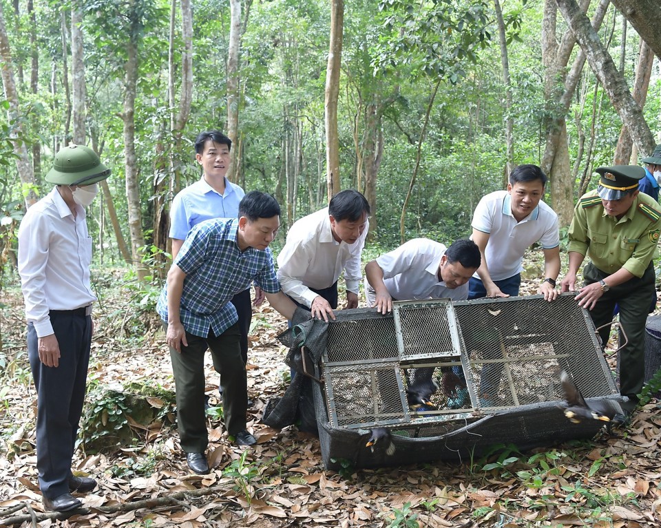 Lực lượng Kiểm l&acirc;m H&agrave; Nội phối hợp với c&aacute;c đơn vị t&aacute;i thả động vật hoang d&atilde; về m&ocirc;i trường tự nhi&ecirc;n. Ảnh: &Aacute;nh Ngọc