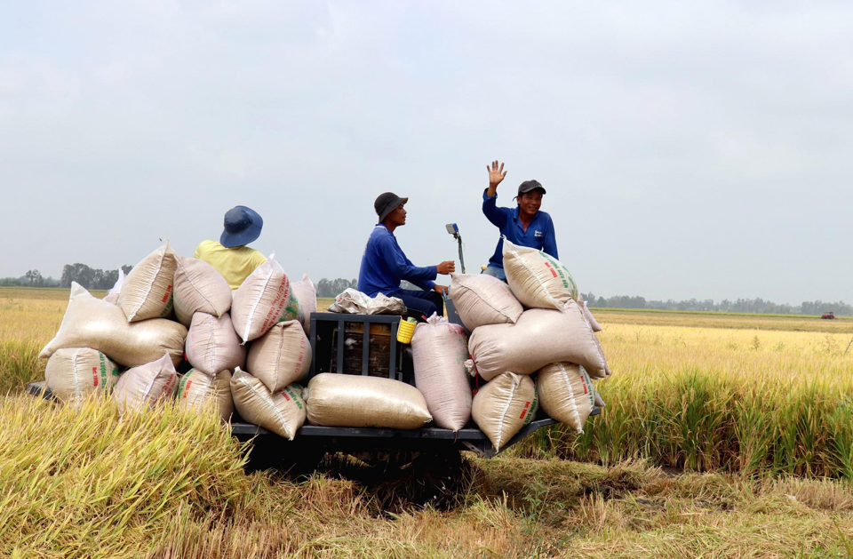 Gi&aacute; l&uacute;a gạo h&ocirc;m nay 16/9/2023, gi&aacute; gạo tăng trở lại, gi&aacute; l&uacute;a đi ngang. Ảnh minh họa