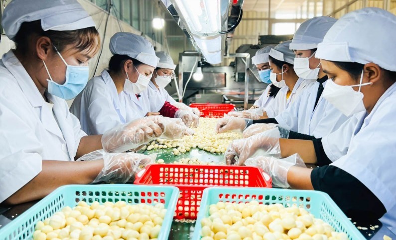 Việt Nam đứng top 1 thế giới về xuất khẩu hạt điều. Ảnh minh họa