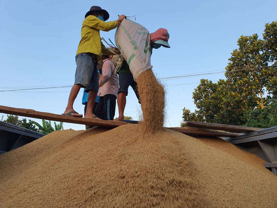 Doanh nghiệp&nbsp; l&uacute;a gạo, thủy sản đề nghị ng&acirc;n h&agrave;ng linh hoạt hơn trong cấp hạn mức t&iacute;n dụng.