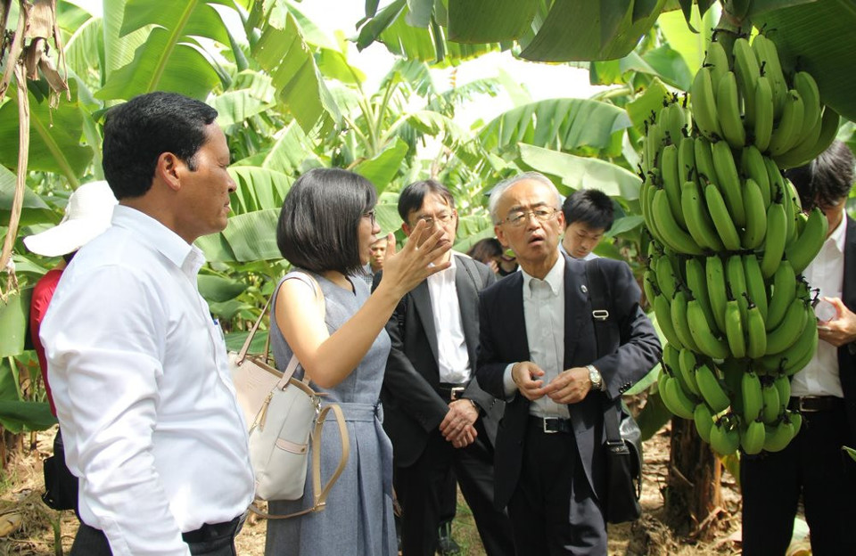 Vùng trồng chuối theo quy trình khép kín tại xã Thuần Mỹ (Ba Vì) đạt tiêu chuẩn xuất khẩu sang Nhật Bản, Hàn Quốc. Ảnh: Ánh Ngọc