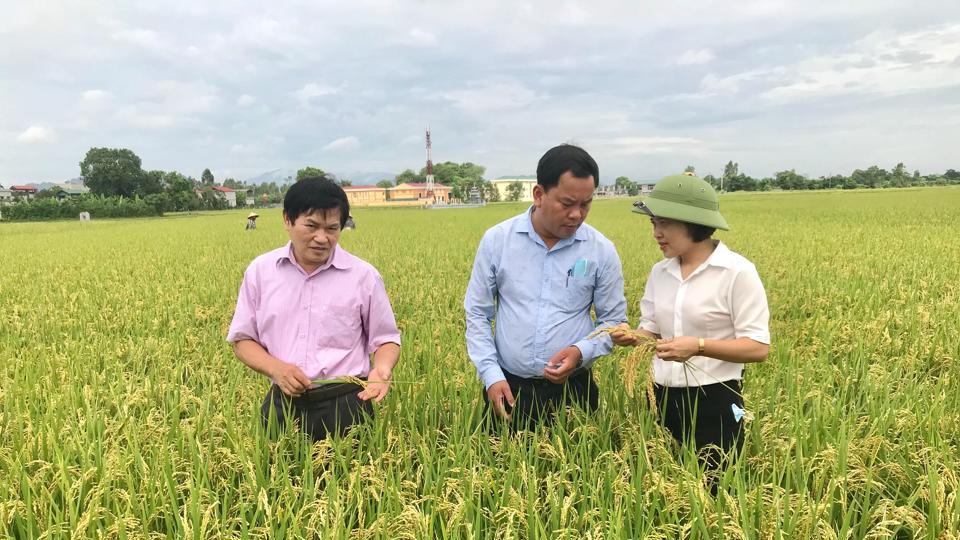 Nâng giá trị cho gạo Khu Cháy