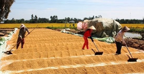 Gi&aacute; l&uacute;a gạo h&ocirc;m nay ng&agrave;y 19/9/2023: Gi&aacute; gạo tăng trở lại, gi&aacute; l&uacute;a &iacute;t biến động. Ảnh minh họa