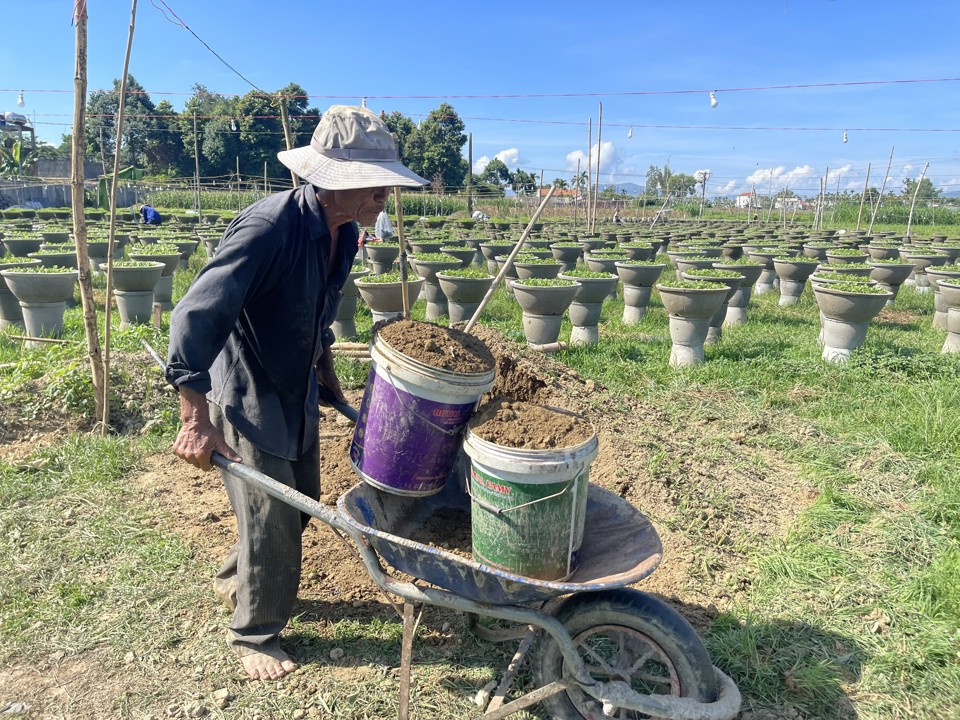 Ước t&iacute;nh, x&atilde; Nghĩa Hiệp c&oacute; khoảng 500 hộ trồng hoa phục vụ Tết, rải khắp c&aacute;c th&ocirc;n của x&atilde;, nhưng nhiều nhất l&agrave; Đồng Vi&ecirc;n, Hải M&ocirc;n...