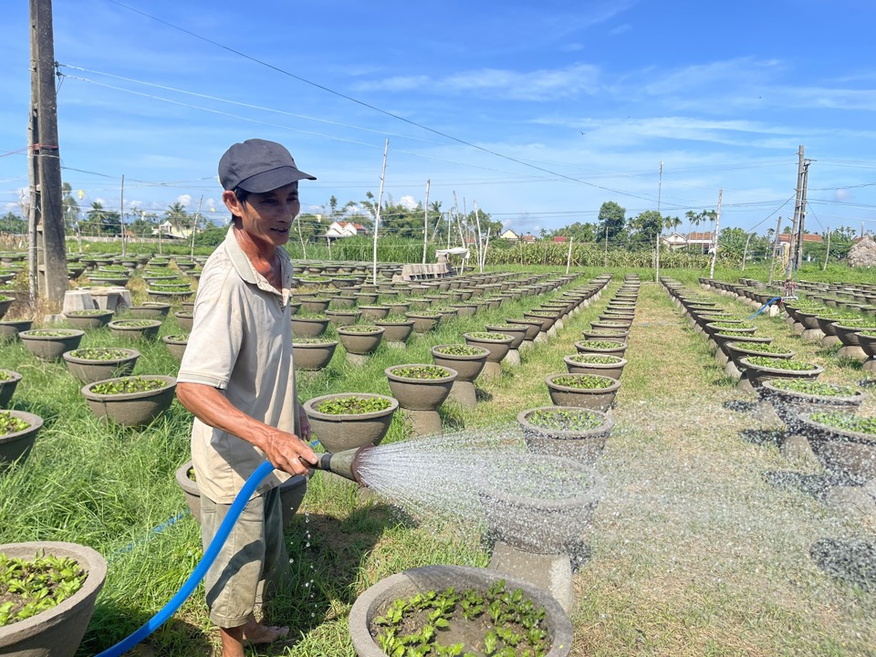 Vụ Tết năm nay, &ocirc;ng Trần Quang Trung cũng trồng khoảng 500 chậu c&uacute;c để cung cấp cho thị trường.