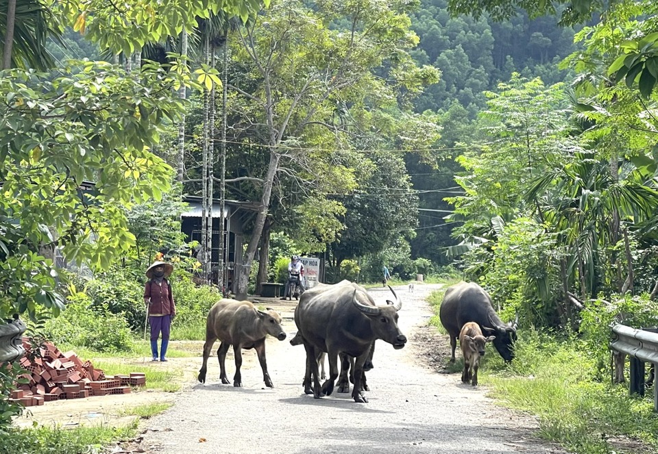 Người d&acirc;n x&oacute;m Đ&egrave;o chủ yếu sống bằng&nbsp; nghề chăn nu&ocirc;i, l&agrave;m rẫy hoặc l&agrave;m thu&ecirc;&nbsp;(ảnh H&agrave; Phương).