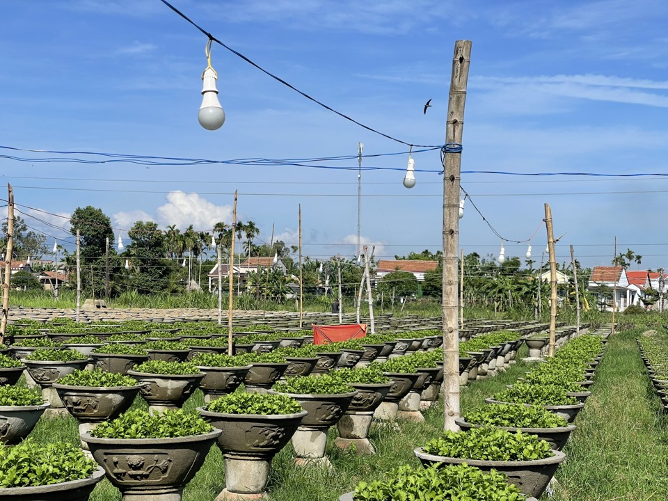 D&ugrave; thời tiết đến thời điểm hiện tại kh&aacute; thuận lợi, nhưng gi&aacute; vật tư, ph&acirc;n b&oacute;n, điện tăng cao đang l&agrave; nỗi e ngại của &ocirc;ng v&agrave; nhiều hộ trồng c&uacute;c kh&aacute;c.