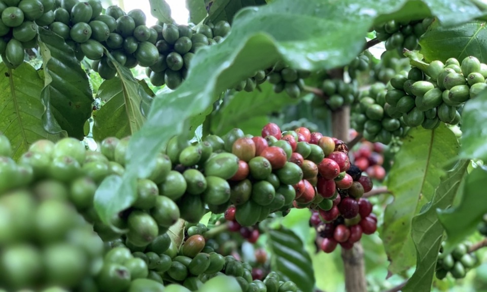 Giá cà phê hôm nay 20/9: Arabica tiếp tục tăng, trong nước giữ mốc 68.000 đồng/kg