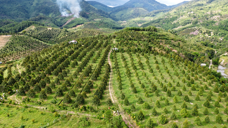 Nhiều vườn trồng sầu ri&ecirc;ng tại Kh&aacute;nh Sơn đang chuyển sang m&ocirc; h&igrave;nh hữu cơ.