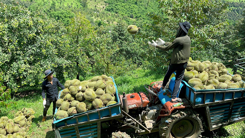 Xây dựng vùng trồng, nông dân miền núi Khánh Hòa bắt cây sầu riêng sinh “vàng”