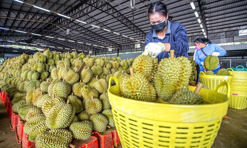 C&ocirc;ng nh&acirc;n ph&acirc;n loại sầu ri&ecirc;ng tại một nh&agrave; m&aacute;y chế biến sầu ri&ecirc;ng ở tỉnh Chanthaburi, Th&aacute;i Lan. Ảnh: T&acirc;n Hoa X&atilde;