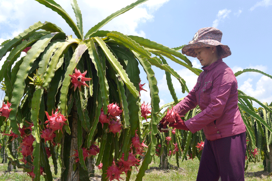 Thu hoạch thanh long tại tỉnh B&igrave;nh Thuận. Ảnh: Lam Thanh