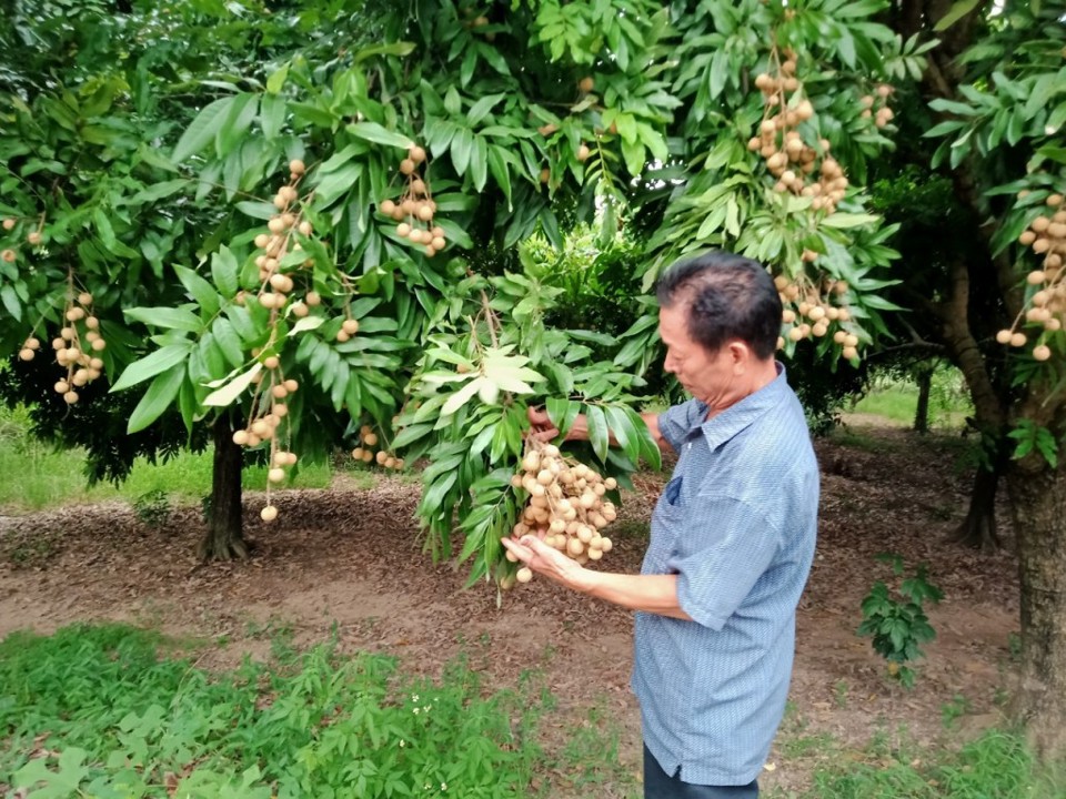 Nh&atilde;n ch&iacute;n muộn Đại Th&agrave;nh được c&ocirc;ng nhận sản phẩm OCOP 4 sao