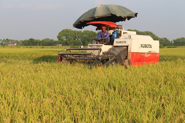10 th&aacute;ng năm 2023, Việt Nam xuất hơn 7,1 triệu tấn gạo. Ảnh minh họa
