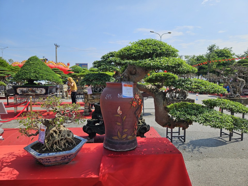 Tại Triển l&atilde;m c&ograve;n c&oacute; nhiều t&aacute;c phẩm c&acirc;y đến từ c&aacute;c tỉnh th&agrave;nh kh&aacute;c nhau. Ảnh Nguyễn Dương.