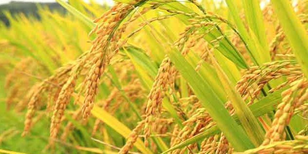 Giá lúa gạo hôm nay 1/10/2023, giá lúa chững, giá gạo tăng nhẹ. Ảnh minh họa