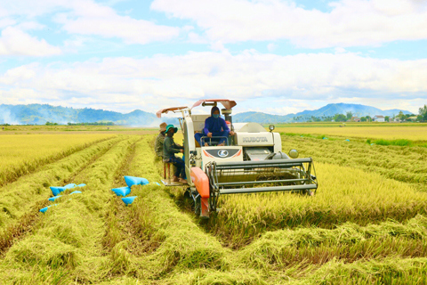 Gi&aacute; l&uacute;a gạo h&ocirc;m nay 29/10/2023 Gi&aacute; l&uacute;a chững, gi&aacute; gạo tiếp đ&agrave; tăng. Ảnh minh họa