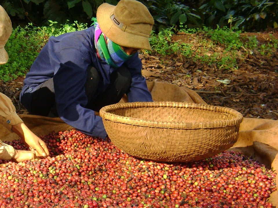 Gi&aacute; c&agrave; ph&ecirc; h&ocirc;m nay 7/10: C&agrave; ph&ecirc; Arabica tăng nhẹ phi&ecirc;n cuối tuần