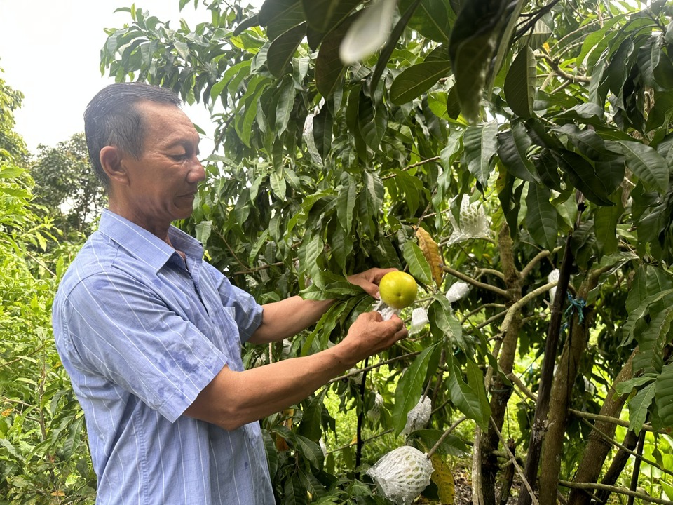 &Ocirc;ng Nguyễn Việt Bằng (Vĩnh Long)&nbsp;mỗi năm thu 1 tỷ đồng nhờ trồng măng cụt, m&iacute;t ruột đỏ, nh&atilde;n Ido, v&uacute; sữa Ho&agrave;ng Kim...