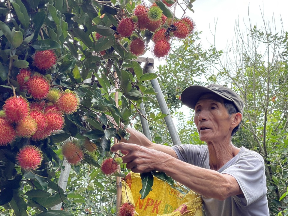 Những ng&agrave;y n&agrave;y, &ocirc;ng Nguyễn Đăng Hiệp (th&ocirc;n Đ&ocirc;ng Tr&uacute;c L&acirc;m, x&atilde; H&agrave;nh Nh&acirc;n, huyện Nghĩa H&agrave;nh) bận rộn thu hoạch ch&ocirc;m ch&ocirc;m.