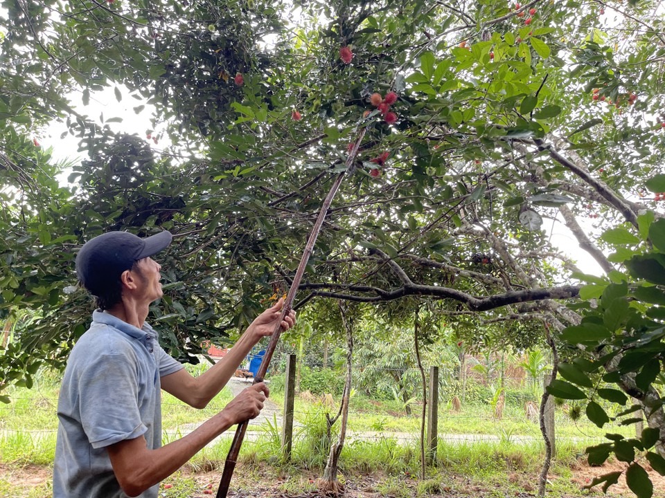 Theo &ocirc;ng Nguyễn Đăng Quang (th&ocirc;n T&acirc;n Lập, x&atilde; H&agrave;nh Nh&acirc;n), từ khoảng trung tuần th&aacute;ng 8 &acirc;m lịch, c&aacute;c nh&agrave; vườn ở huyện Nghĩa H&agrave;nh bước v&agrave;o vụ thu hoạch ch&ocirc;m ch&ocirc;m.