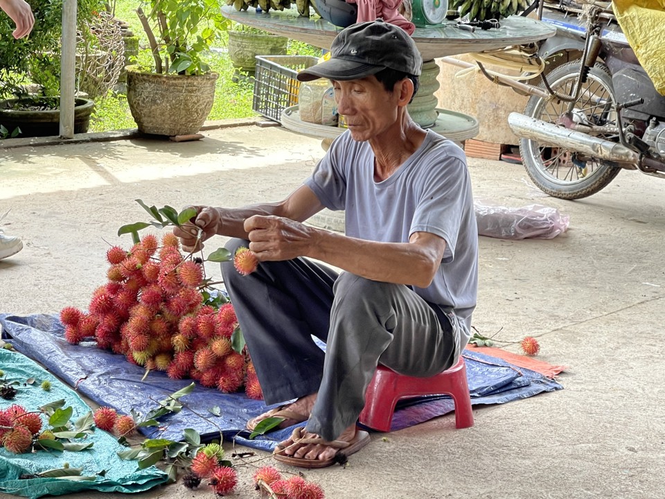 &Ocirc;ng Hiệp ước t&iacute;nh, mỗi c&acirc;y ch&ocirc;m ch&ocirc;m cho thu hoạch hơn 1 tạ quả, với gi&aacute; b&aacute;n từ 18 - 20 ngh&igrave;n đồng/kg, &ocirc;ng thu được gần 40 triệu đồng.