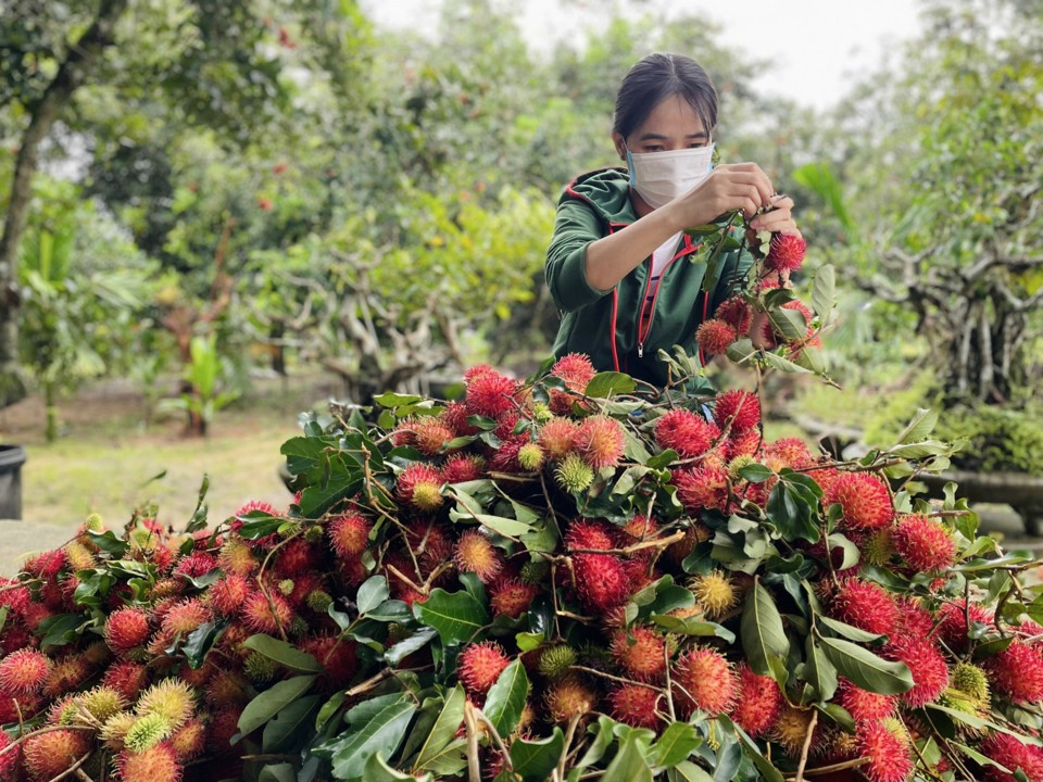 C&ugrave;ng với bưởi da xanh, sầu ri&ecirc;ng, chuối ngự, ch&ocirc;m ch&ocirc;m huyện Nghĩa H&agrave;nh được c&ocirc;ng nhận l&agrave; sản phẩm đạt chuẩn OCOP cấp tỉnh.