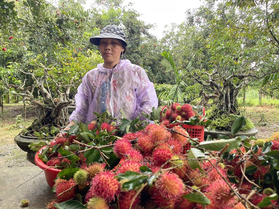 Thương l&aacute;i đến tận vườn để h&aacute;i v&agrave; thu mua, phục vụ chủ yếu cho thị trường trong tỉnh.&nbsp;