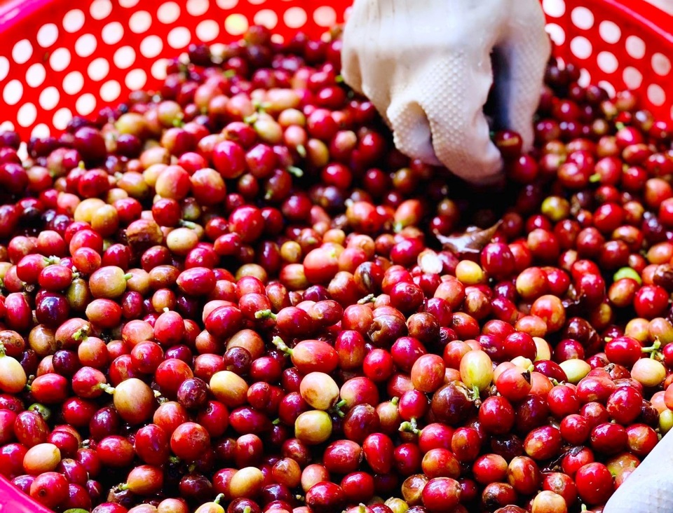 Gi&aacute; c&agrave; ph&ecirc; h&ocirc;m nay 12/10: Arabica tiếp tục tăng, trong nước mất mốc 64.000 đồng/kg &nbsp;