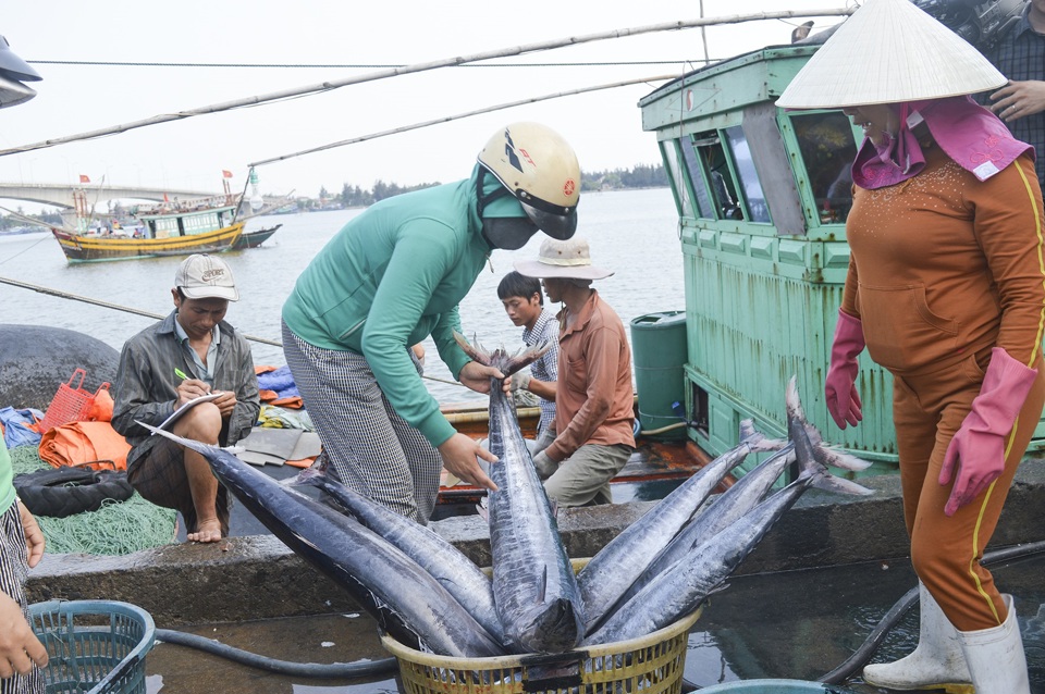 Ngư d&acirc;n Quảng Trị khai th&aacute;c thuỷ sản. Ảnh: conganquangtri.vn