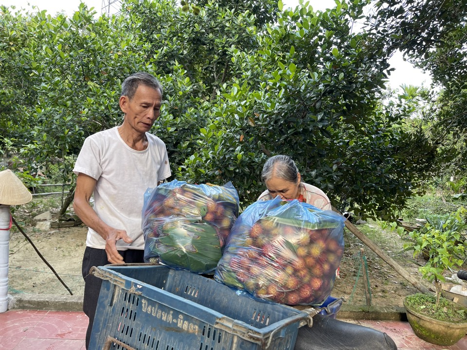 Ch&ocirc;m ch&ocirc;m được trồng nhiều ở x&atilde; H&agrave;nh Minh, H&agrave;nh Nh&acirc;n ...của huyện Nghĩa H&agrave;nh.