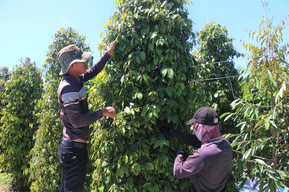 Gi&aacute; ti&ecirc;u h&ocirc;m nay 15/10: 2 điểm s&aacute;ng trong bức tranh x&aacute;m m&agrave;u của hồ ti&ecirc;u