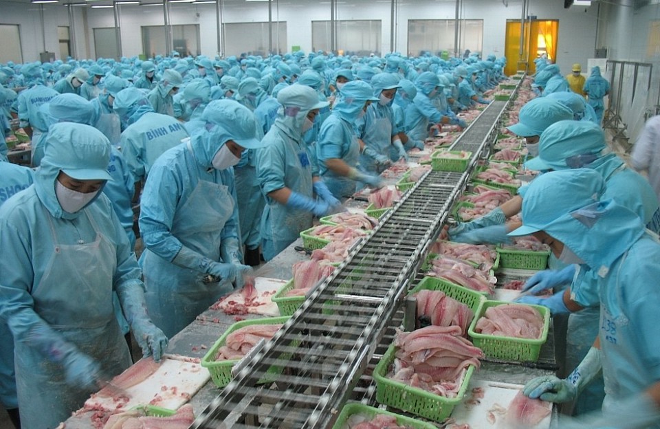 Trung Quốc l&agrave; thị trường nhập khẩu c&aacute; tra số 1 của Việt Nam.Ảnh minh họa