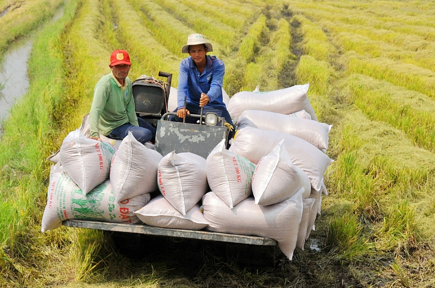 Gi&aacute; l&uacute;a gạo h&ocirc;m nay 18/10/2023, gi&aacute; l&uacute;a chững, gi&aacute; gạo tiếp đ&agrave; tăng cao. Ảnh minh họa