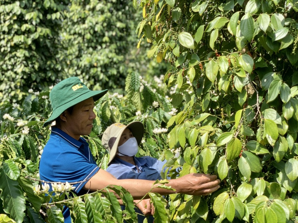 Giá tiêu hôm nay 19/10: Tăng tại Đông Nam Bộ sau chuỗi ngày dài đi ngang 